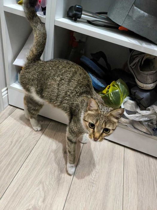 Кошка в заботливые руки