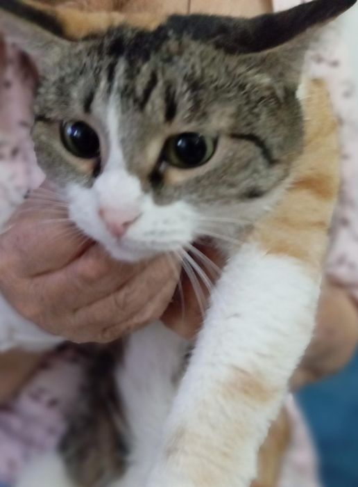 Котята бесплатно