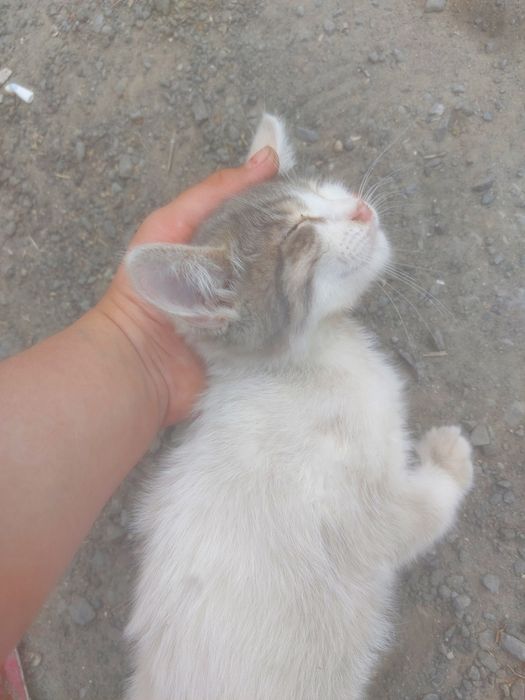 Котенок 2-3 месяца,девочка,очень ласковая