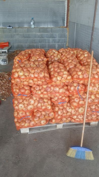 Ceapa galbena plata