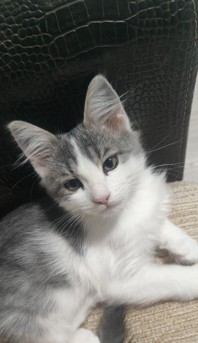 Котенок в добрые руки