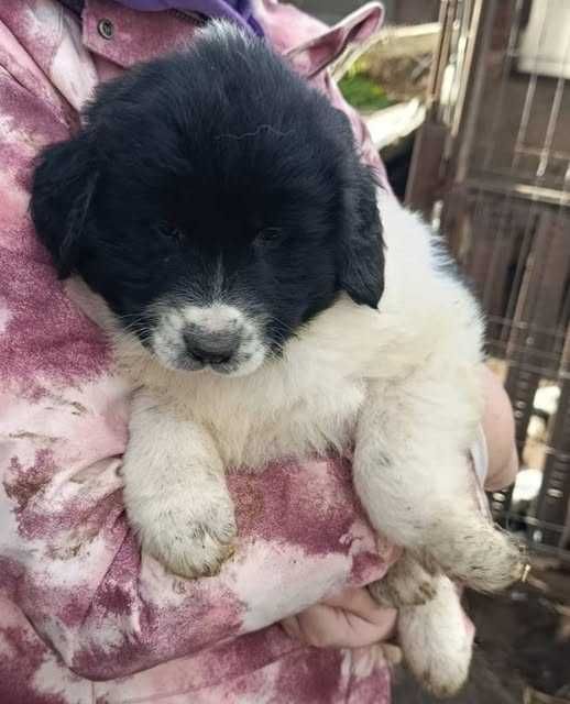 Български овчарски кутрета с родословие