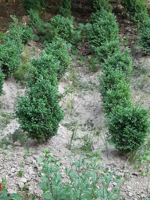 Shamshod kochat sotiladi