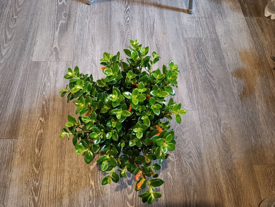 Нематантус (Золотая рыбка)