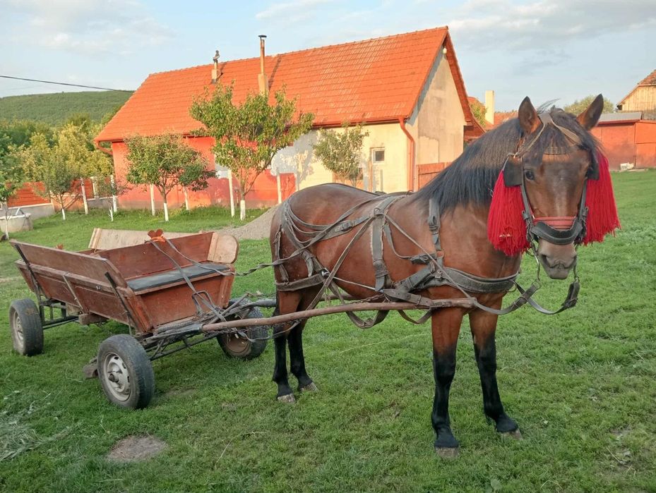 Vand iapa/manza !!