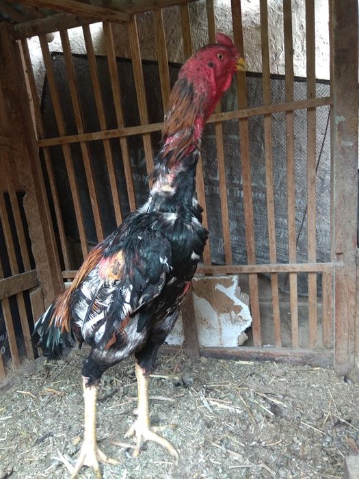 Dakan xuruz sotiladi 2ta yutgan