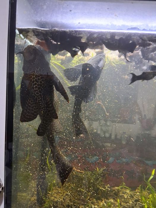 Schimb 2  Pleco de dimensiuni mari