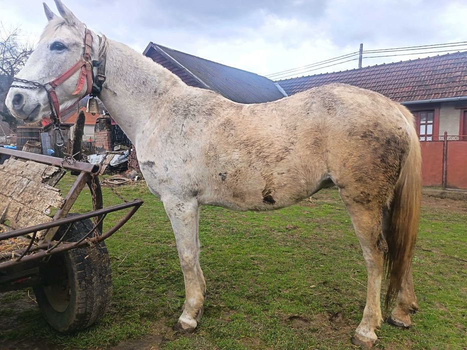 Vând cai cuminți mai multe detalii la telefon