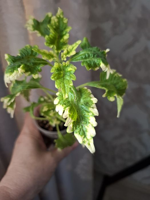 Комнатные цветы в копилочку