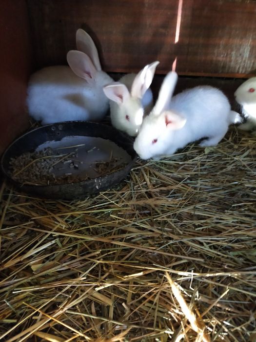 Крольчата Фландыры!