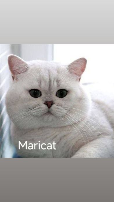 Вязка.Чистокровный шиншилла серебро