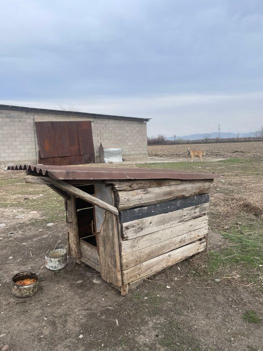 Продам  собачие бутки