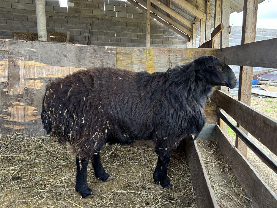 Кошкар,қошқар, баран, племенной, гиссар,