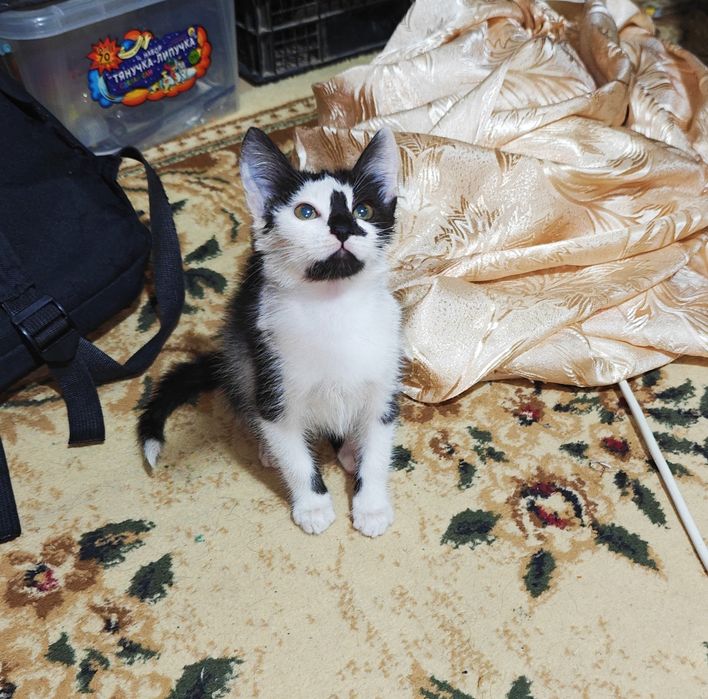 Отдам котёнка в добрые руки.