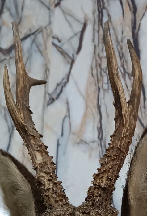 Трофей от сръндак