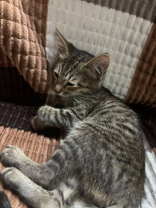 Котята в хорошие руки