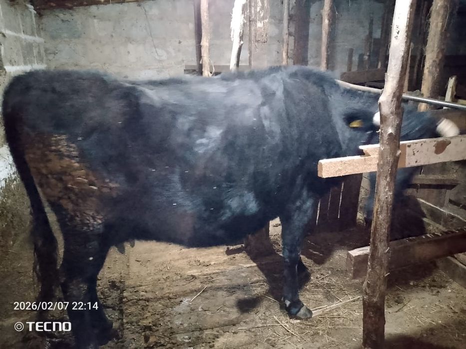 Продам дойную корову