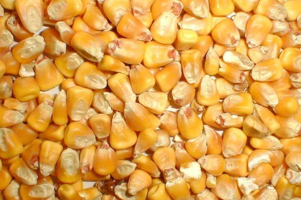 Porumb de vanzare