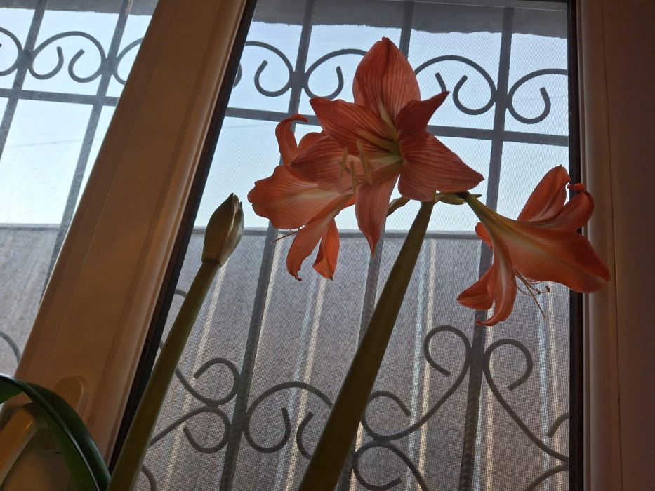 ГИППЕАСТРУМ,  Комнатные цветы