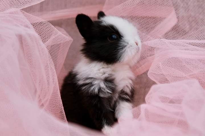 Iepurasi mici de companie