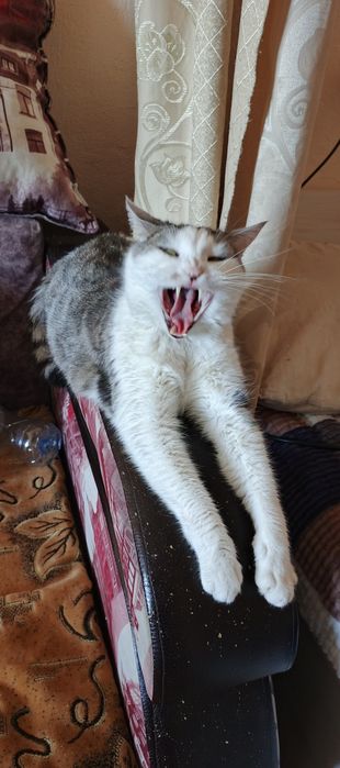 Кот в хорошем состояний, даром