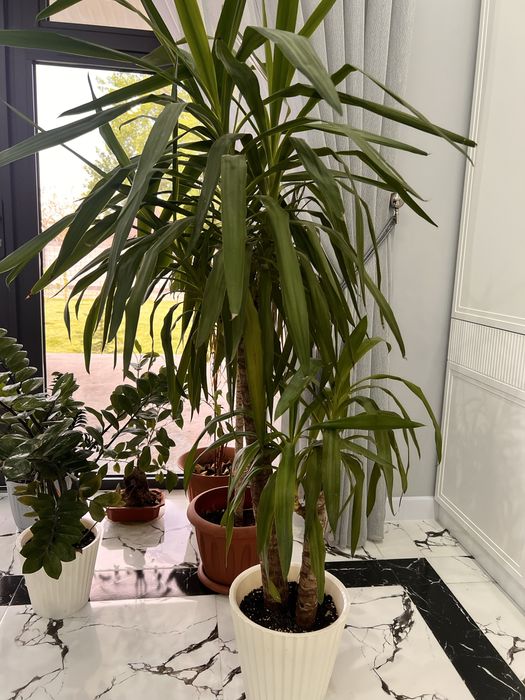 Цветы Юка высота 1.60