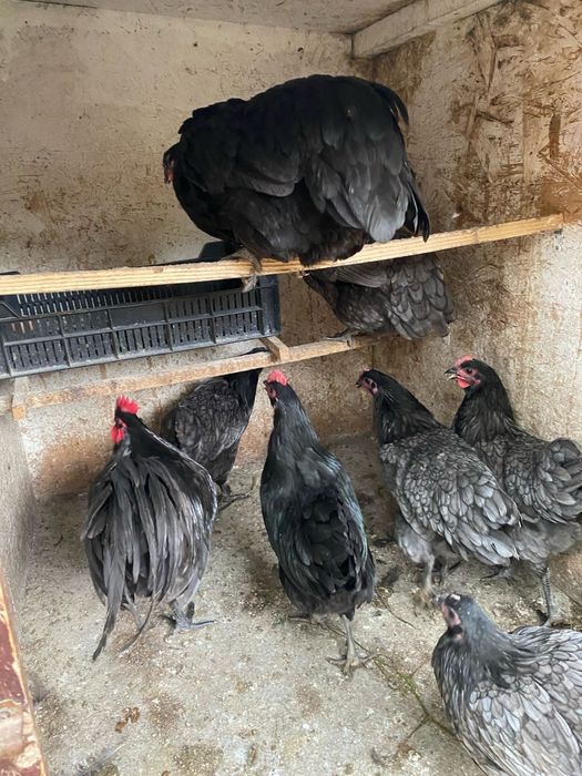 Australorp alb negru albastru splash tineret gaini tinere cocosi