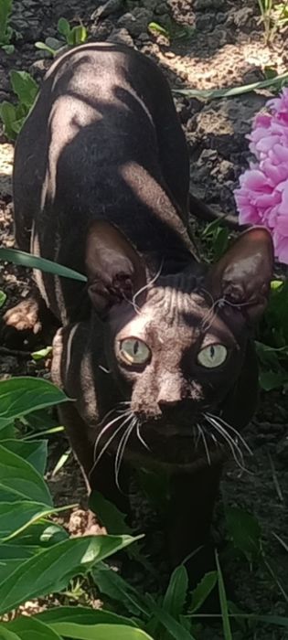 Отдаем кота бесплатно