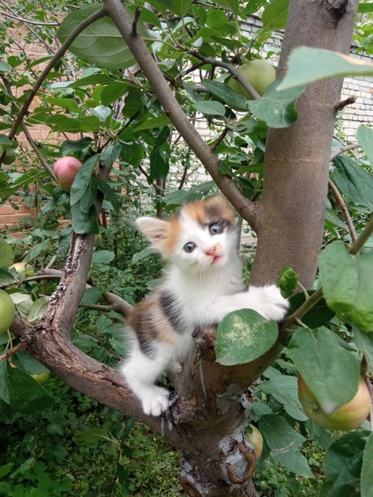 Котята красивые от рыжей кошки
