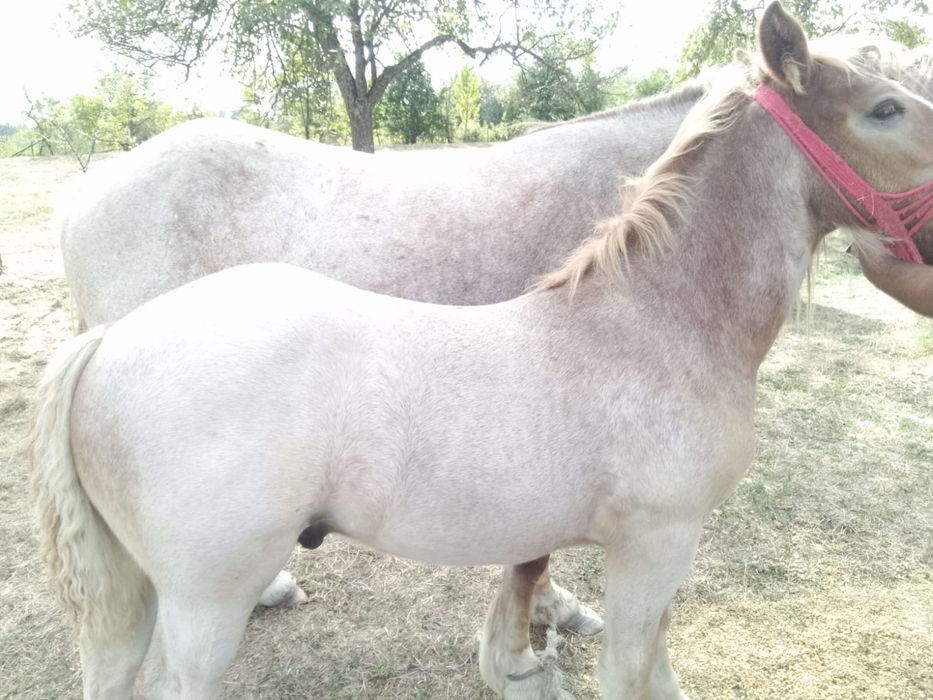 Vând iapă cu mânz
