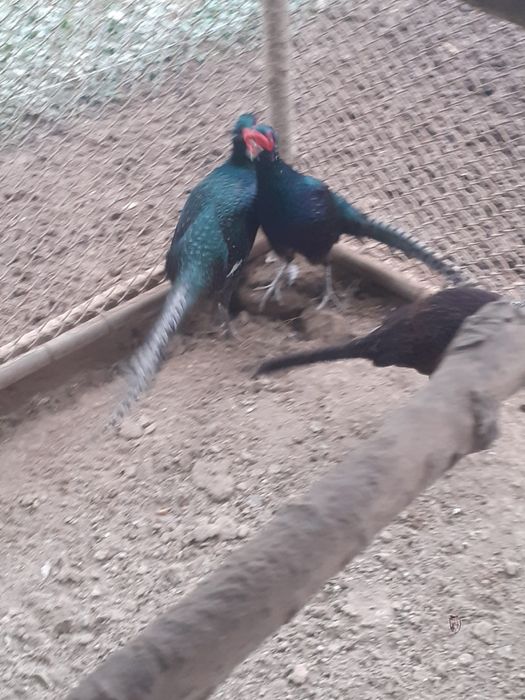 Vând bibilici bălțate și fazani tenebrosi