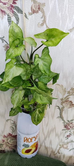 Сингониумы разных сортов