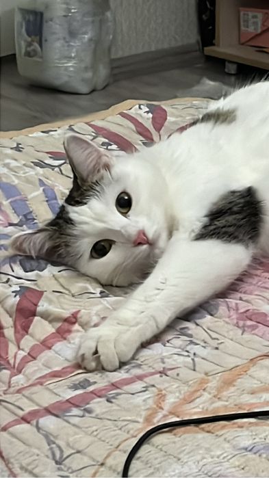 отдадим в хорошие руки