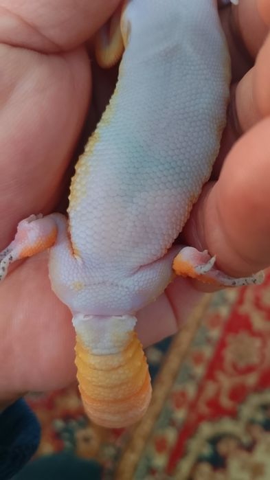 Эублефар самец морфа BLOOD