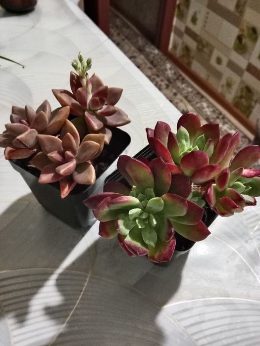 Суккуленты цветы продам