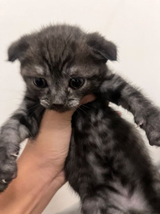 Шотландтық (Scottish Fold) марғаулар сатылады