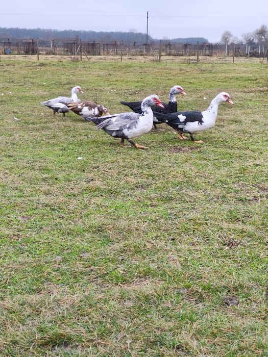 Gaste Toulouse și rate mute