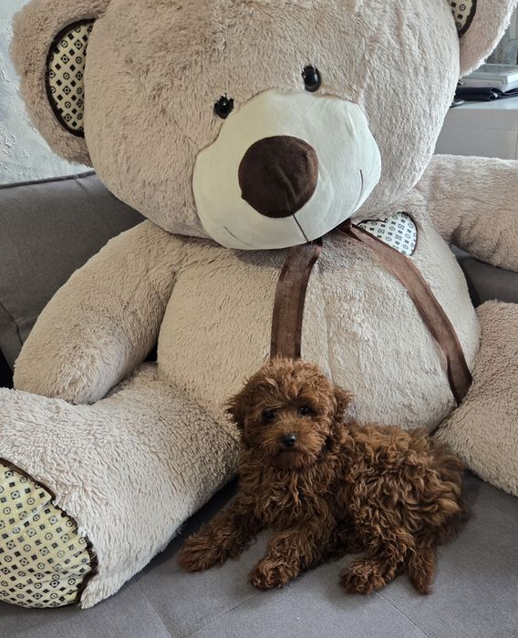 Пудел той /Poodle toy генетични тестове на родителите  родословие