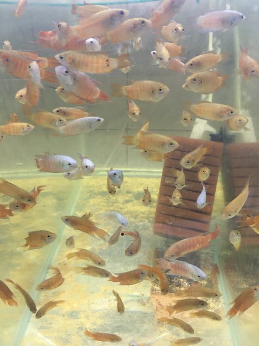 Pesti exotici de acvariu , gupy , xipho , molly, platy etc