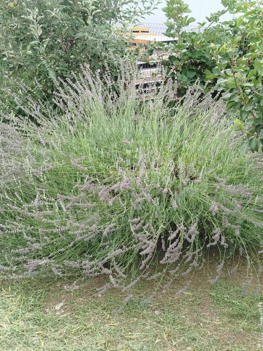 Floare  de lavanda uscata biologica 2026