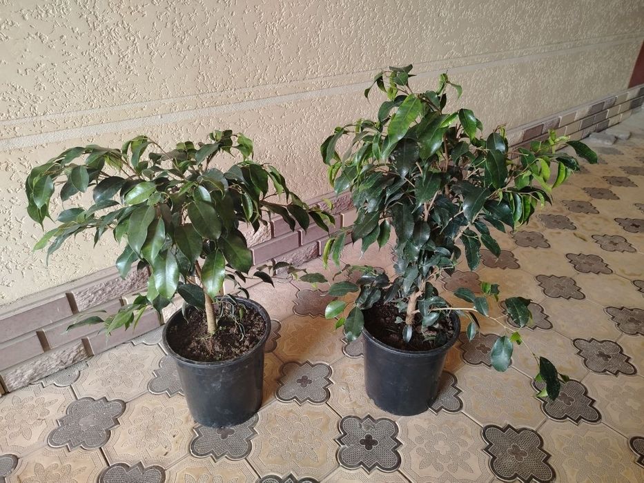 Комнатные растения, цветы, Honaki gullar, гуллар, сотилади