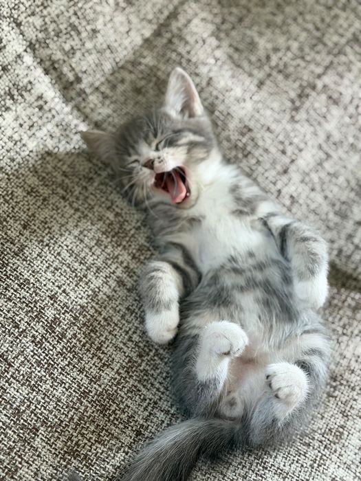 Отдам котенка в добрые руки