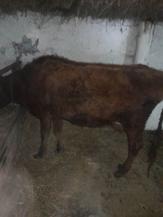 Продам Корову молочную!