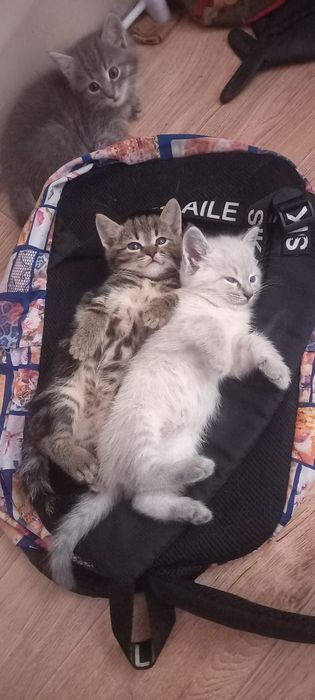 Котята в добрые руки
