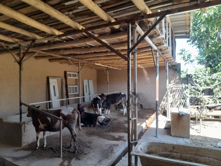 Ferma uchun uy sotiladi