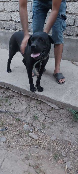 Kanne Korso zotdor it