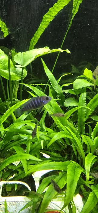 Ciclide africane malawi aulonocara mbuna firefish