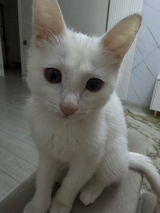 Отдам кошку 3 месяца девочка в хорошие руки