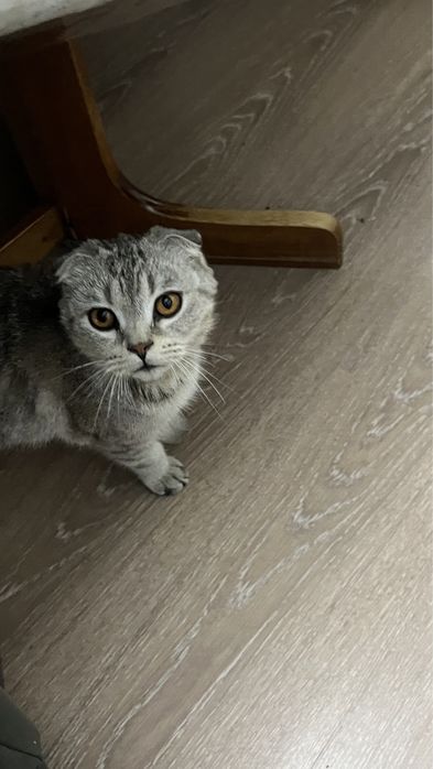Шотландская вислоухая кошка
