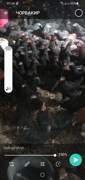 Qora tovuq qora shaxzoda